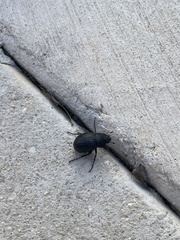 Phyllophaga cribrosa