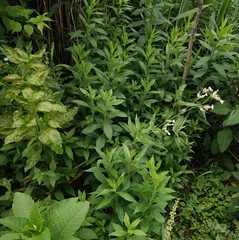 Silene latifolia