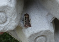 Ochropleura