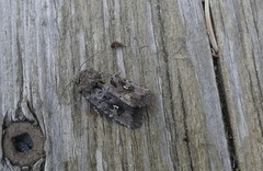 Lacinipolia renigera