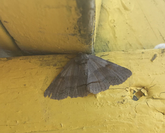 Zale submediana