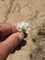 Allium marvinii