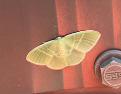 Nemoria rubrifrontaria