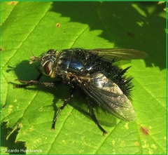 Edwynia robusta