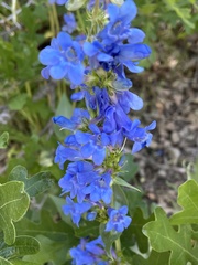 Penstemon cyananthus