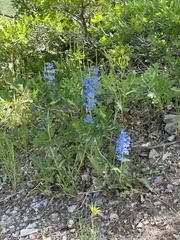 Penstemon cyananthus