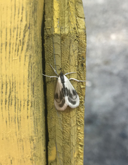Cliniodes ostreonalis
