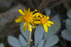 Packera candidissima