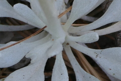 Packera candidissima