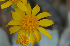 Packera candidissima