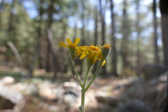 Packera candidissima