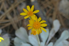 Packera candidissima