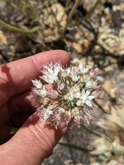 Allium marvinii