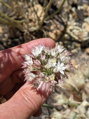Allium marvinii