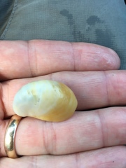 Crepidula fornicata image