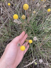 Pycnosorus chrysanthus