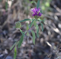 Monardella breweri lanceolata