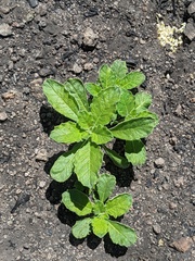 Phacelia grandiflora