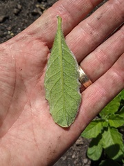 Phacelia grandiflora