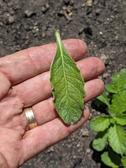 Phacelia grandiflora