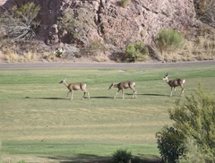 Odocoileus hemionus eremicus