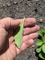 Phacelia grandiflora