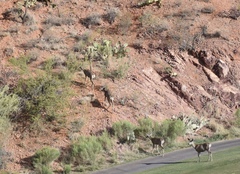 Odocoileus hemionus eremicus