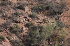 Odocoileus hemionus eremicus