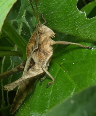 Xyleus discoideus angulatus