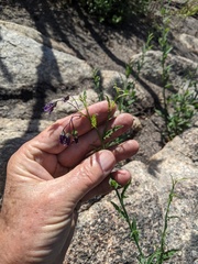 Solanum tenuilobatum