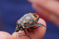 Pachycoris klugii