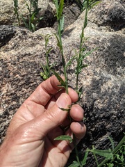 Solanum tenuilobatum