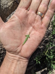 Solanum tenuilobatum