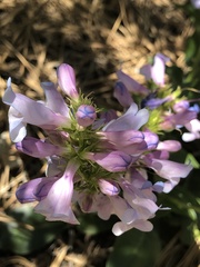 Penstemon cyaneus