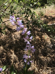 Penstemon cyaneus