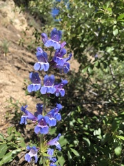 Penstemon cyaneus