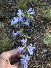 Penstemon cyaneus