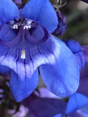 Penstemon cyaneus