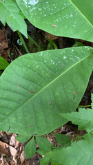Magnolia macrophylla