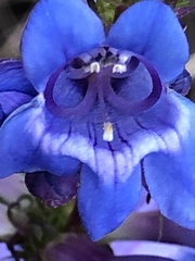 Penstemon cyaneus