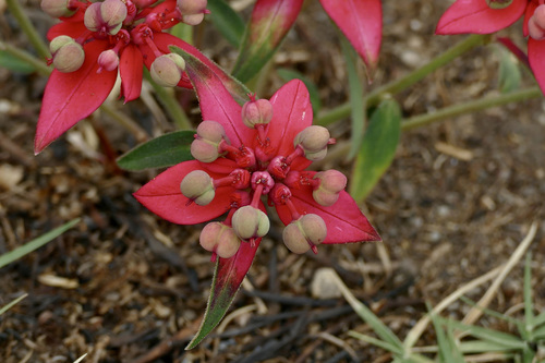 Euphorbia strigosa