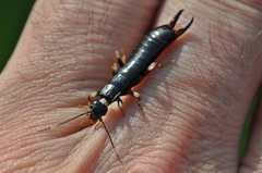 Gonolabis marginalis