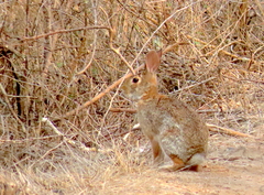Sylvilagus cunicularius