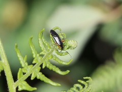 Teleorhinus cyaneus