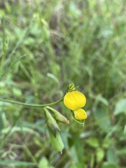 Crotalaria purshii