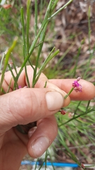 Jacksonia thesioides