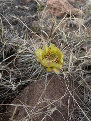 Opuntia polyacantha polyacantha