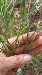 Jacksonia thesioides