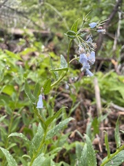 Mertensia paniculata