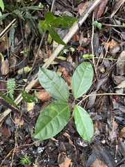 Alchornea latifolia